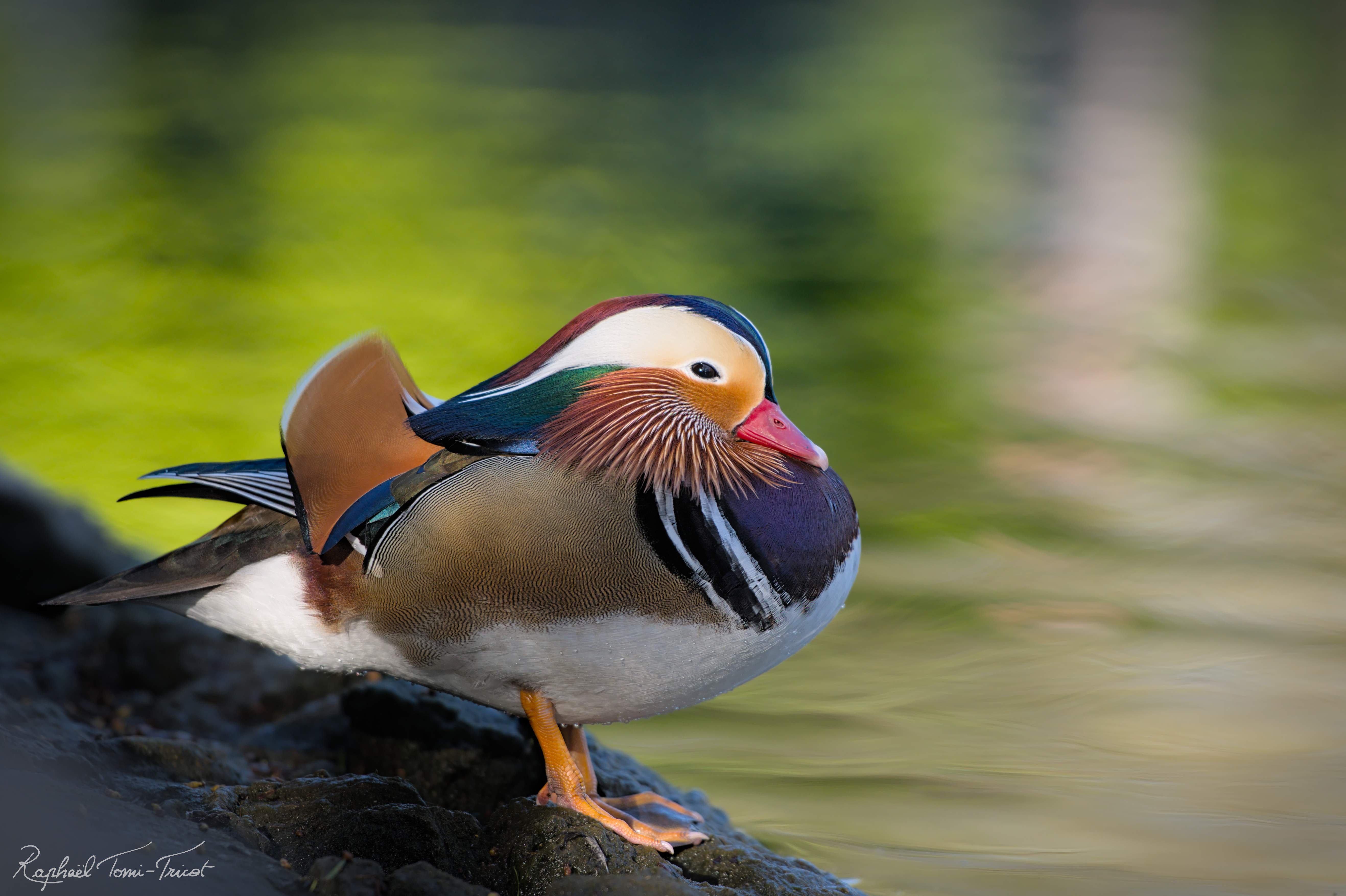 mandarin duck battersea park london