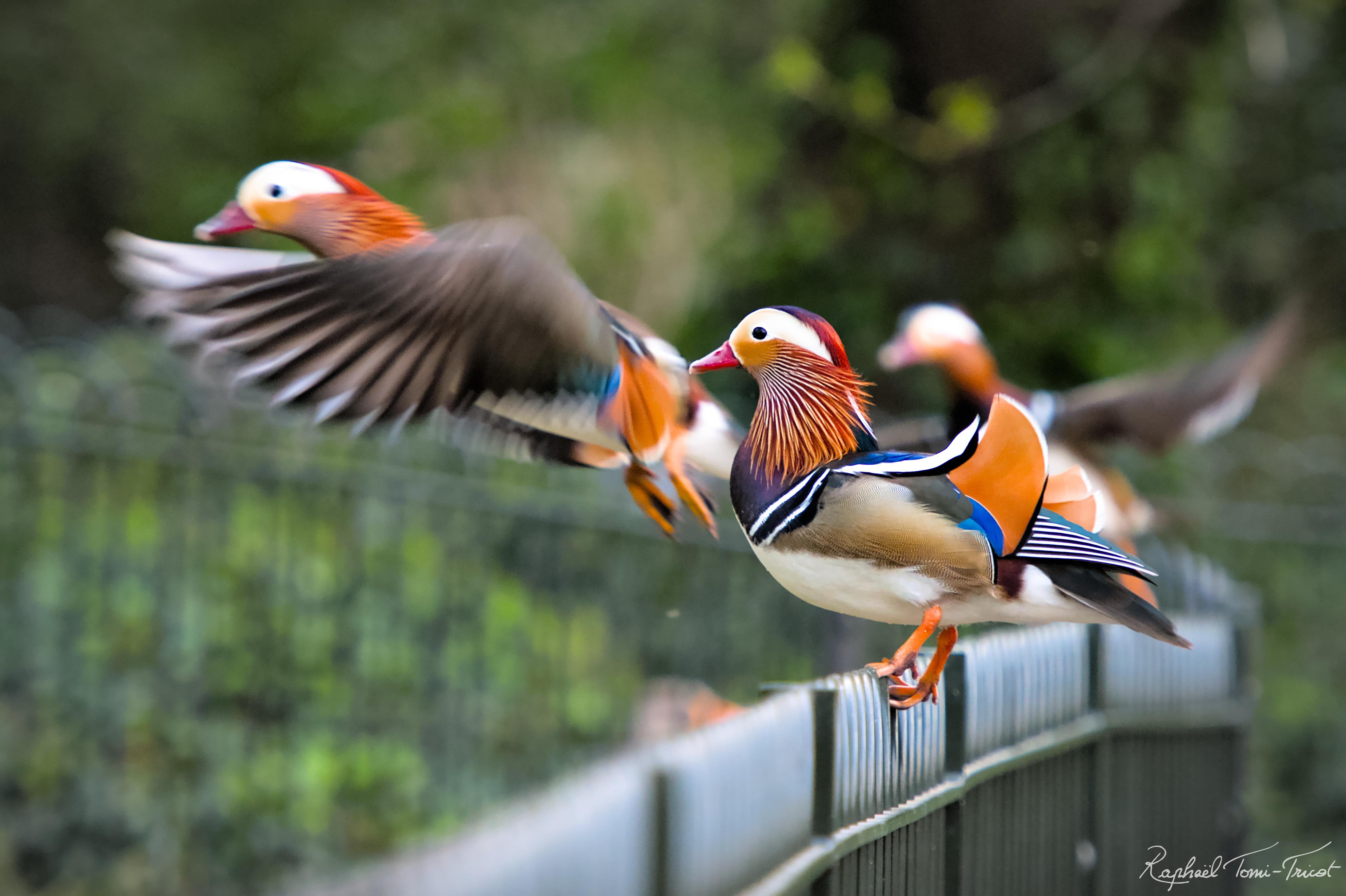 mandarin duck takeoff battersea london