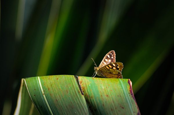 speckled wood butterfly leaf batz brittany